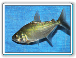 elongatus
