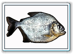 eigenmanni