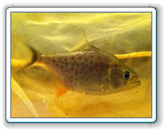 serrulatus