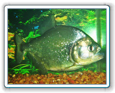 maculatus